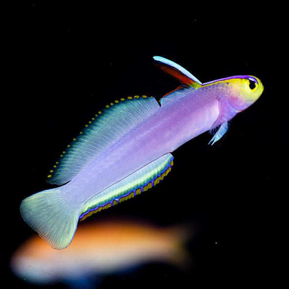 Helfrichi Firefish