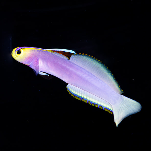 Helfrichi Firefish