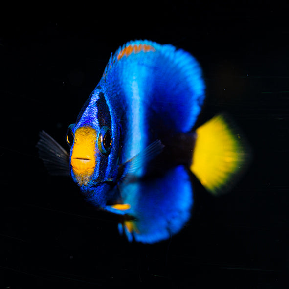 West African Angelfish Juvenile