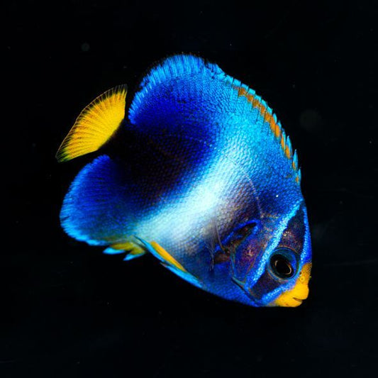 West African Angelfish Juvenile