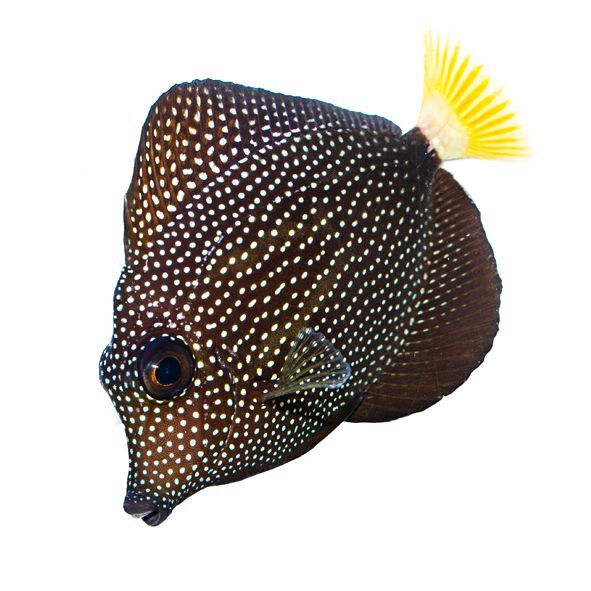 Gem Tang