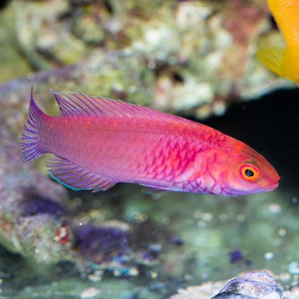 Red Velvet Wrasse Initial Phase