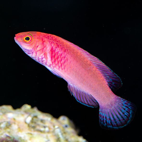 Red Velvet Wrasse Initial Phase