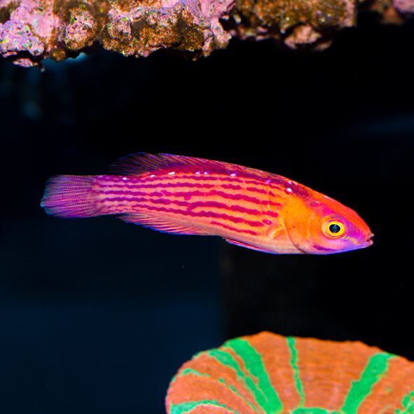 Earl's Fairy Wrasse