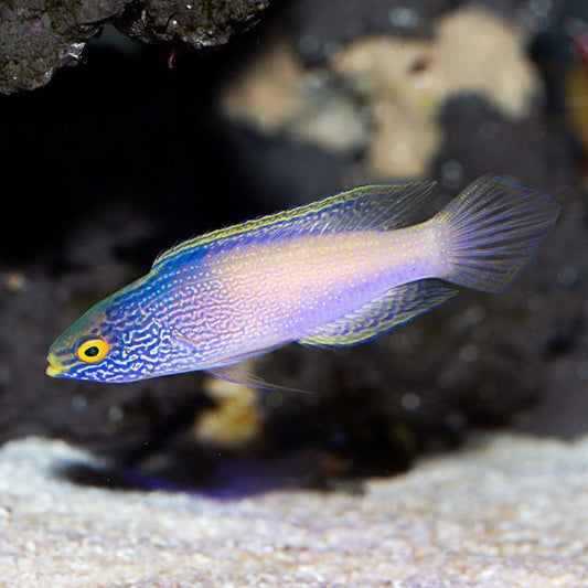 Golden Rhomboid Fairy Wrasse Initial Phase