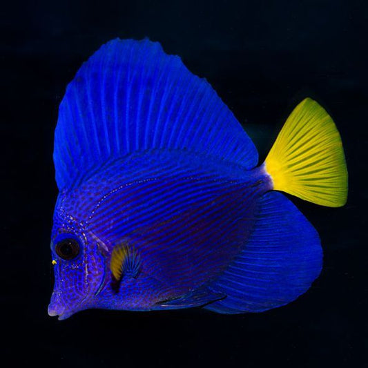 Purple Tang