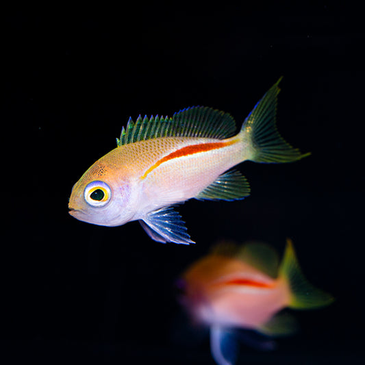 Red Stripe Anthias