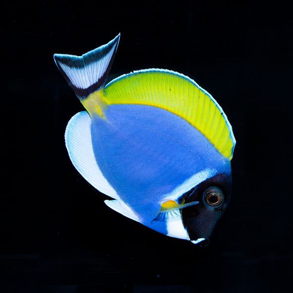 Powder Blue Tang