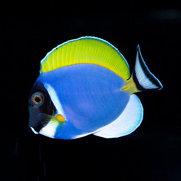 Powder Blue Tang