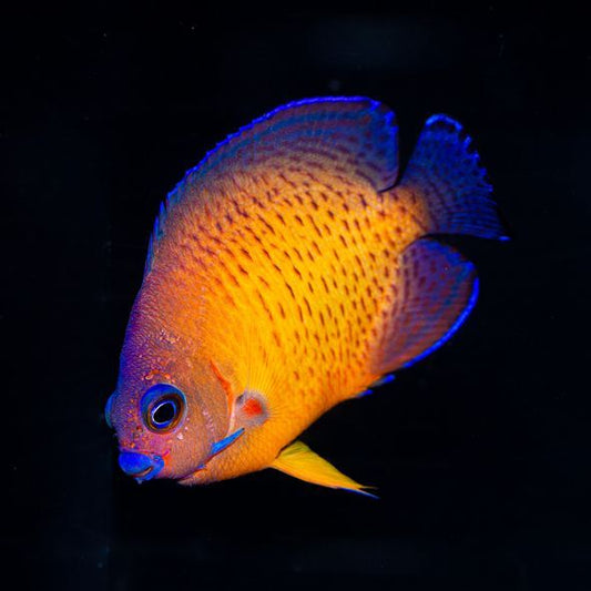 Deep Water Coral Beauty Angelfish