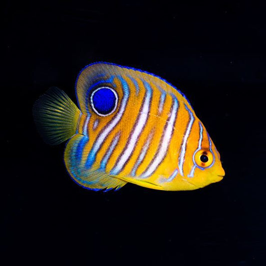 Indian Ocean Yellow Belly Regal Angelfish Juvenile