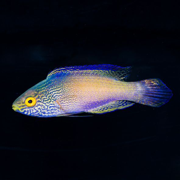 Golden Rhomboid Fairy Wrasse Terminal Phase