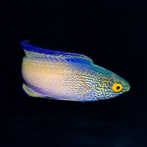 Golden Rhomboid Fairy Wrasse Terminal Phase