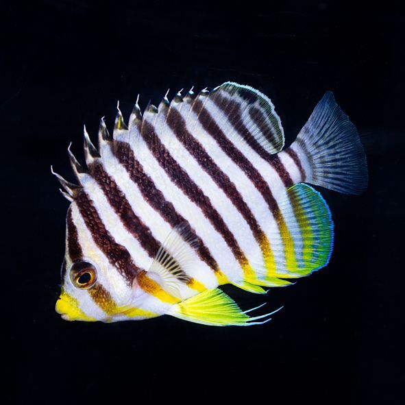 Multibar Angelfish