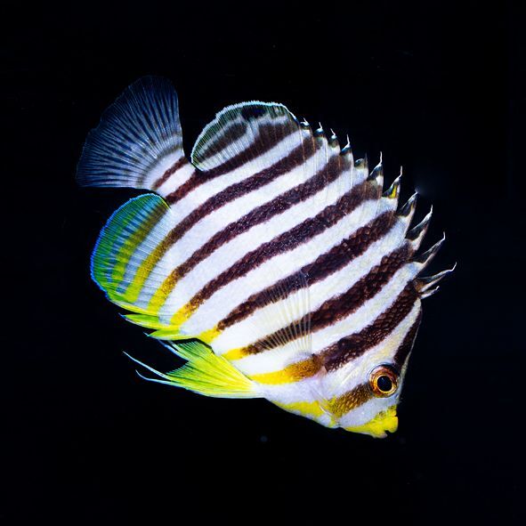 Multibar Angelfish