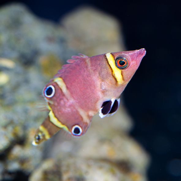 Yellow Banded Possum Wrasse