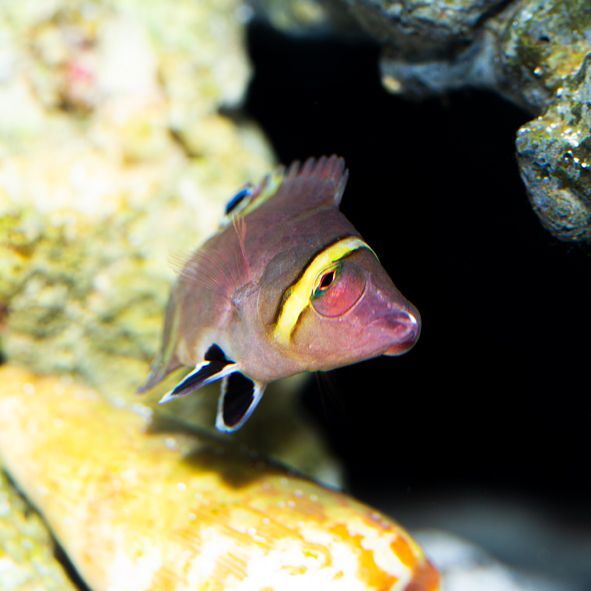 Yellow Banded Possum Wrasse