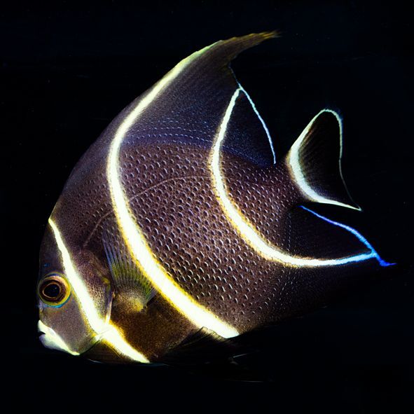 French Angelfish