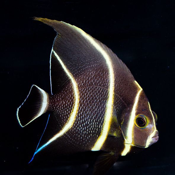 French Angelfish