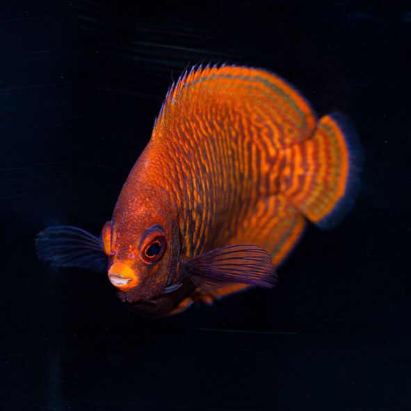 Golden Dwarf Angelfish