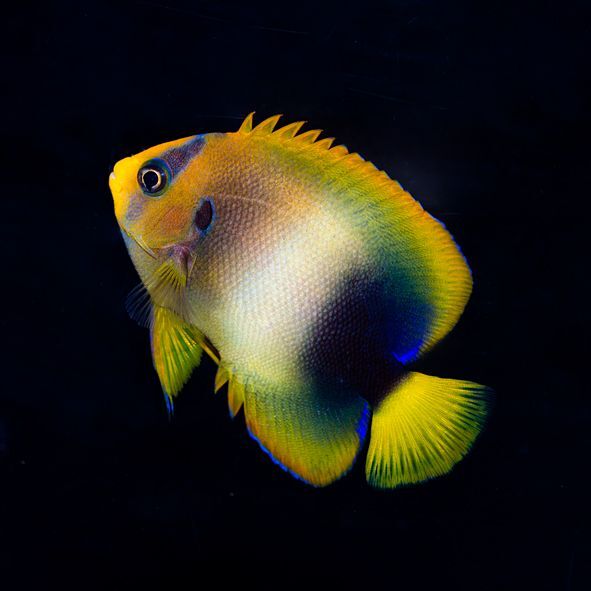 West African Angelfish Adult