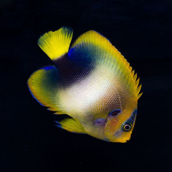 West African Angelfish Adult