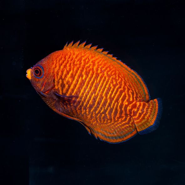 Golden Dwarf Angelfish