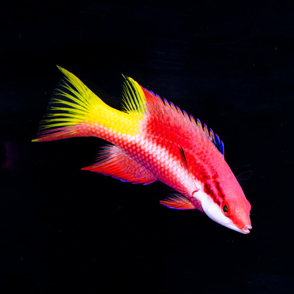 Cuban Hogfish