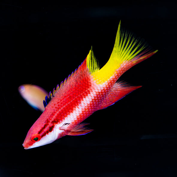 Cuban Hogfish