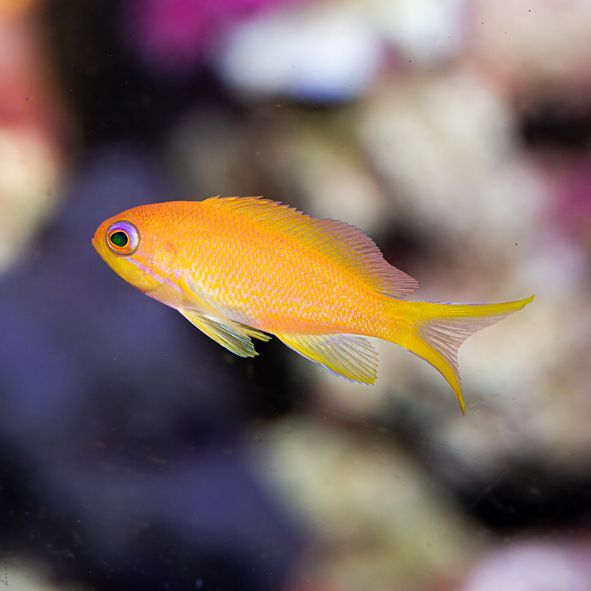 Lyretail Anthias