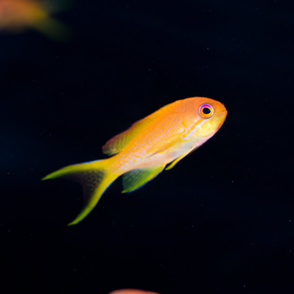 Lyretail Anthias