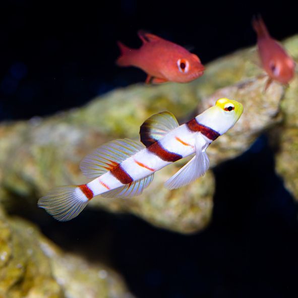 Dracula Goby