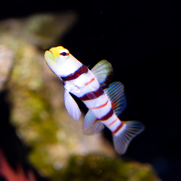 Dracula Goby