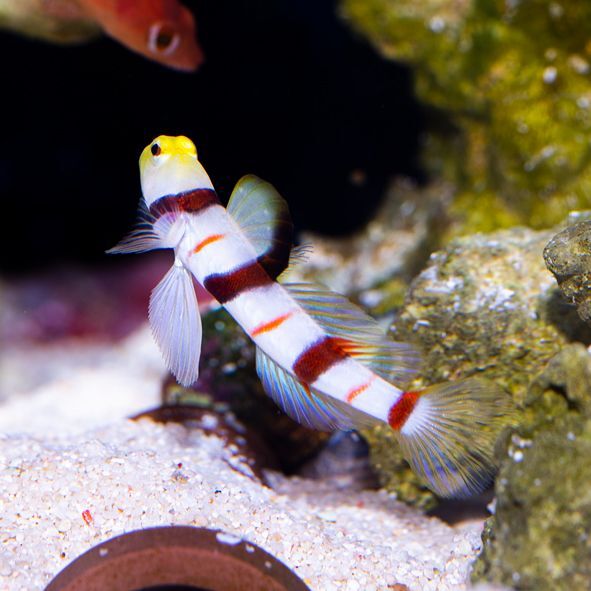 Dracula Goby