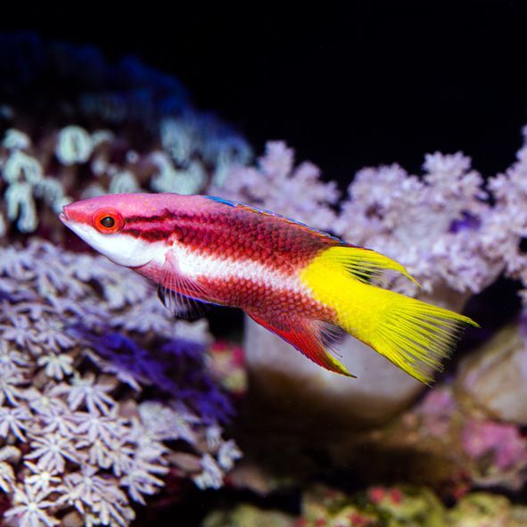 Cuban Hogfish