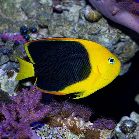 Rock Beauty Angelfish