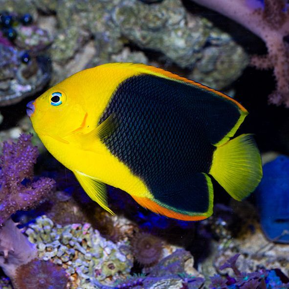 Rock Beauty Angelfish