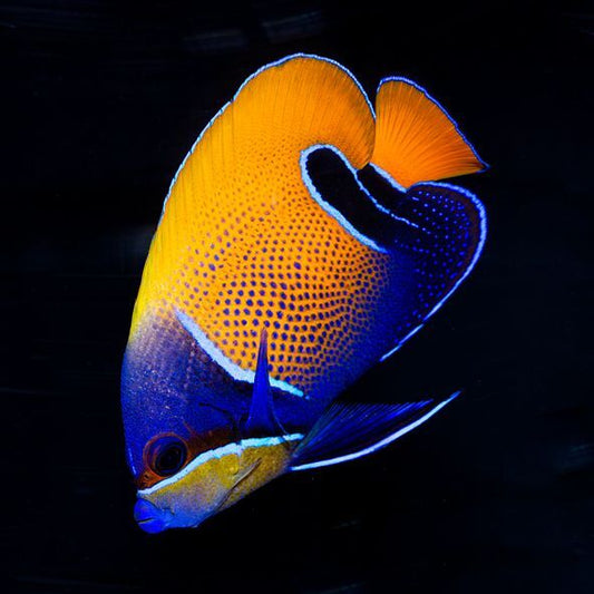 Majestic Angelfish