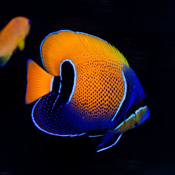 Majestic Angelfish