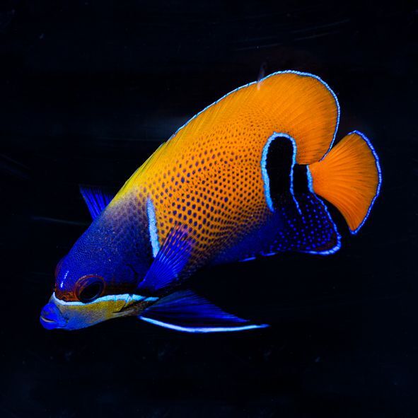 Majestic Angelfish