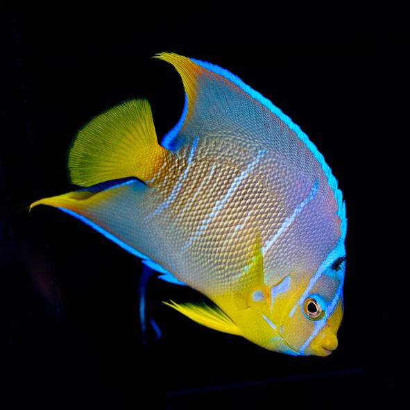 Blue Angelfish