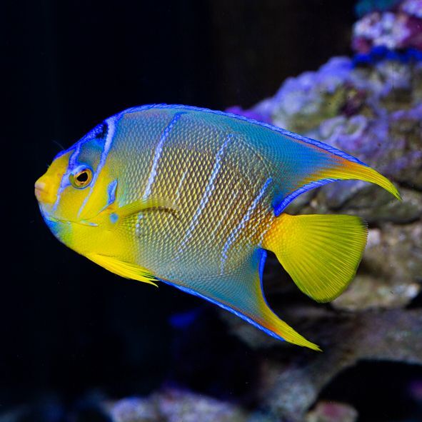 Blue Angelfish