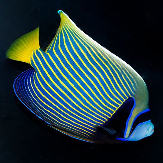 Emperor Angelfish