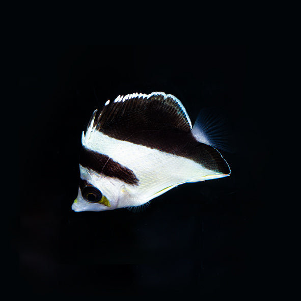 Burgess' Butterflyfish