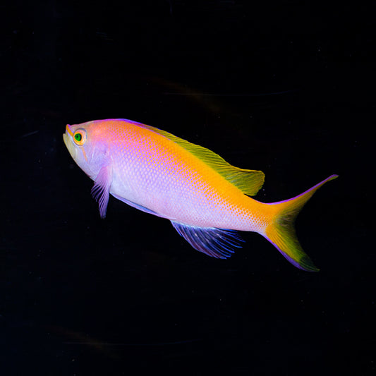 Bartlett Anthias