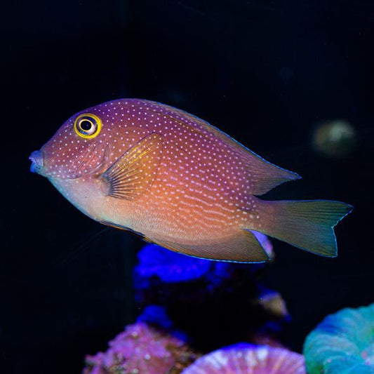 Two Spot Bristletooth Tang