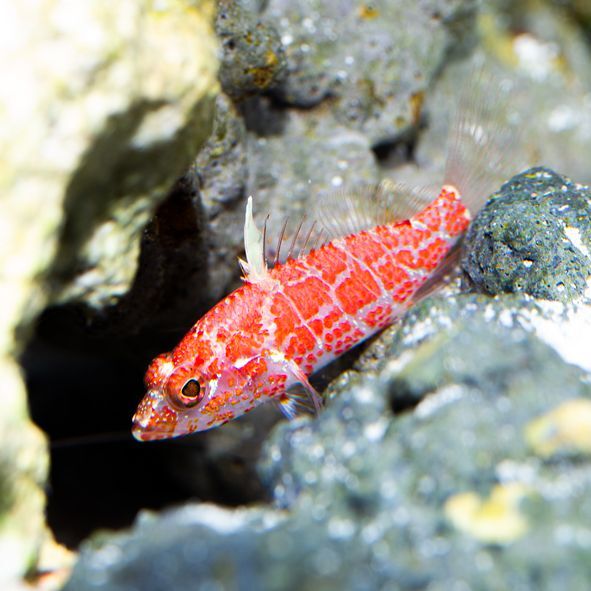 Highfin Perchlet Anthias