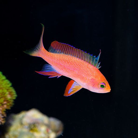 Resplendent Anthias