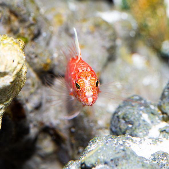 Highfin Perchlet Anthias