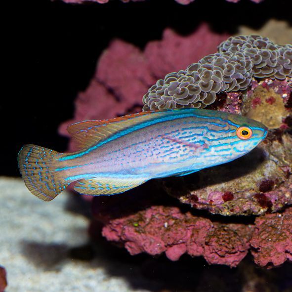 Lineatus Fairy Wrasse Sub Adult/Female